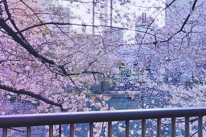 Licensed Guide Tokyo Meguro Cherry Blossom Walking Tour - Finding the guide at Nakameguro