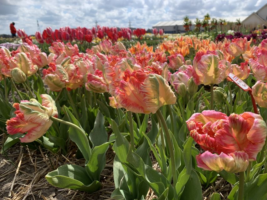 Lisse: Enjoy the Tulip Fields by Bike with a Local Guide! - Who should book this bike tour?
