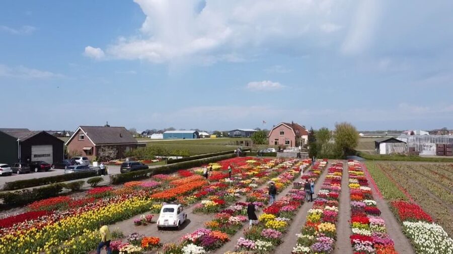 Lisse: Enjoy the Tulip Fields by Bike with a Local Guide! - Riding past the fields near Keukenhof