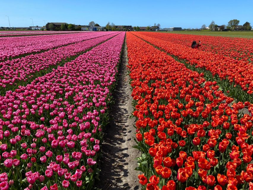 Lisse: Enjoy the Tulip Fields by Bike with a Local Guide! - How much cycling is involved?