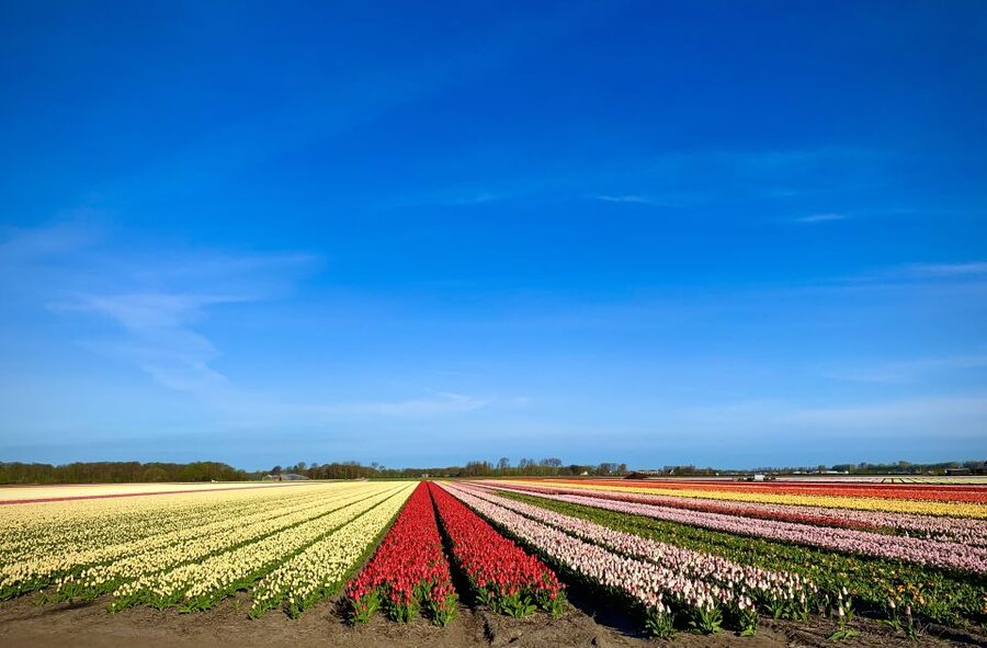 Lisse: Enjoy the Tulip Fields by Bike with a Local Guide! - Price and overall value at $58