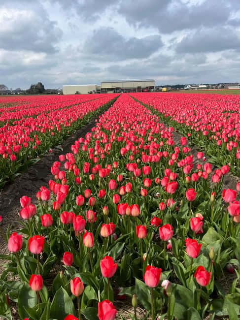 Lisse: Private Tulip Fields Tour with a Local Guide 1h Tour - FAQ