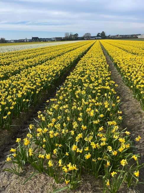 Lisse: Private Tulip Fields Tour with a Local Guide 1h Tour - Rain, Timing, and What to Bring