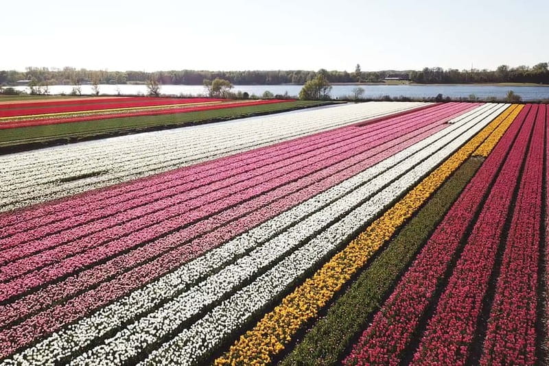 Lisse: Self-Guided Tulip Fields GPS Audio Tour - A small car for a wide-open flower region