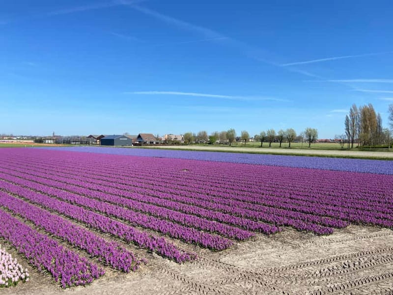 Lisse: Self-Guided Tulip Fields GPS Audio Tour - Choosing the right spring date