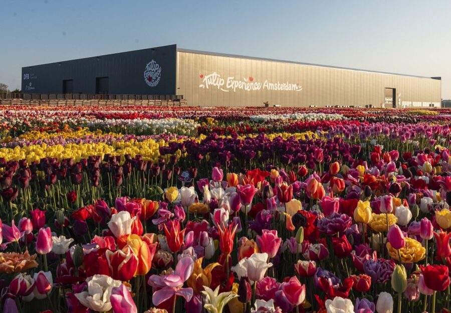 Lisse: Tulip Experience Ticket with Tulip Garden and Museum - Key points to know before you go