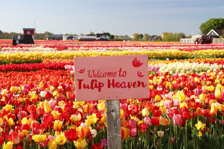 Lisse: Tulip Experience Ticket with Tulip Garden and Museum - Small drawbacks worth knowing