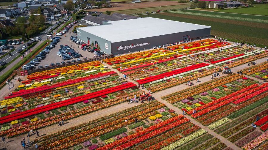 Lisse: Tulip Experience Ticket with Tulip Garden and Museum - Picking your own tulips indoors