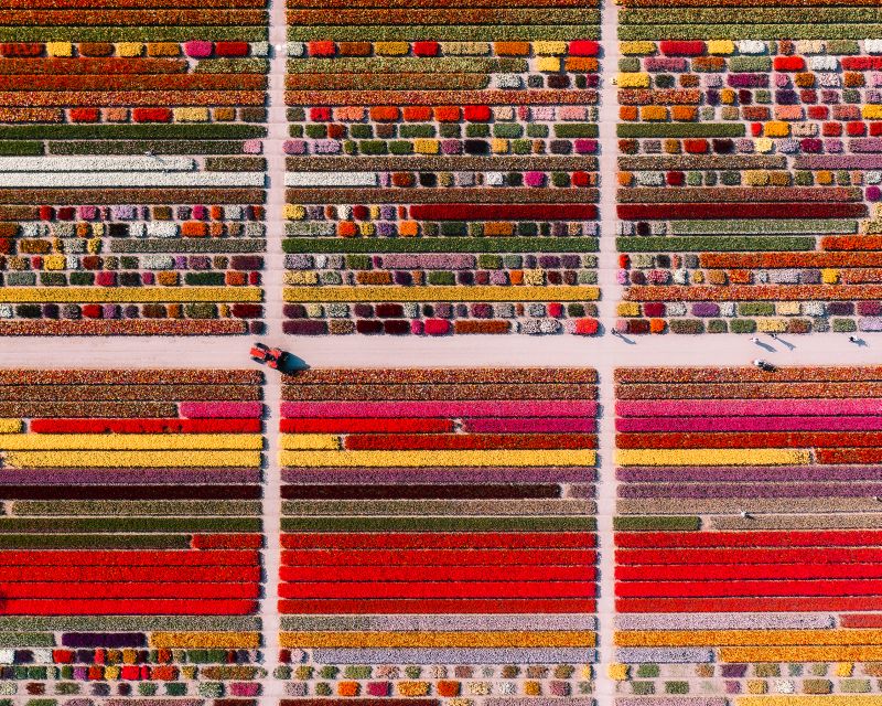 Lisse: Tulip Experience Ticket with Tulip Garden and Museum - Art, cinema, coffee, and local shopping
