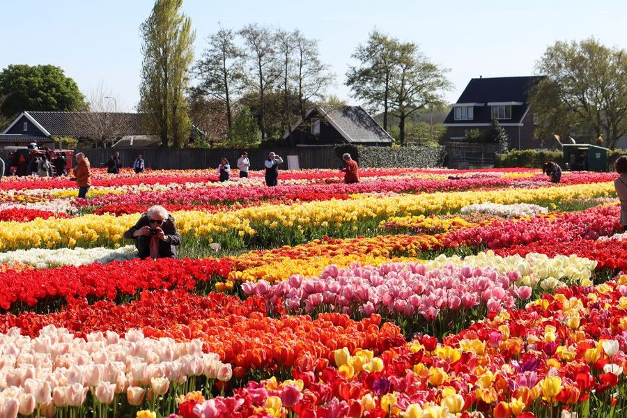 Lisse: Tulip Experience Ticket with Tulip Garden and Museum - How long to stay and how to plan the day