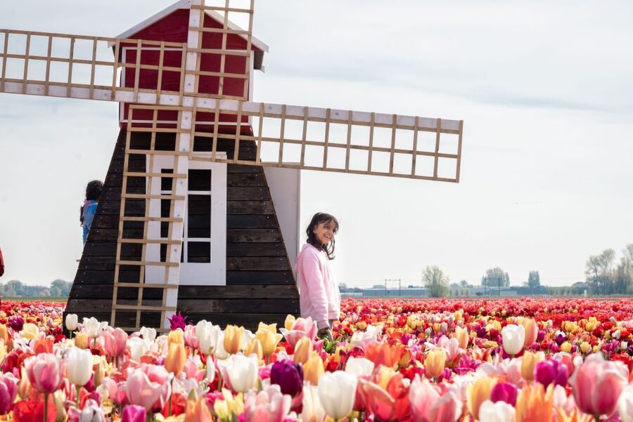 Lisse: Tulip Experience Ticket with Tulip Garden and Museum - Is $14 good value?