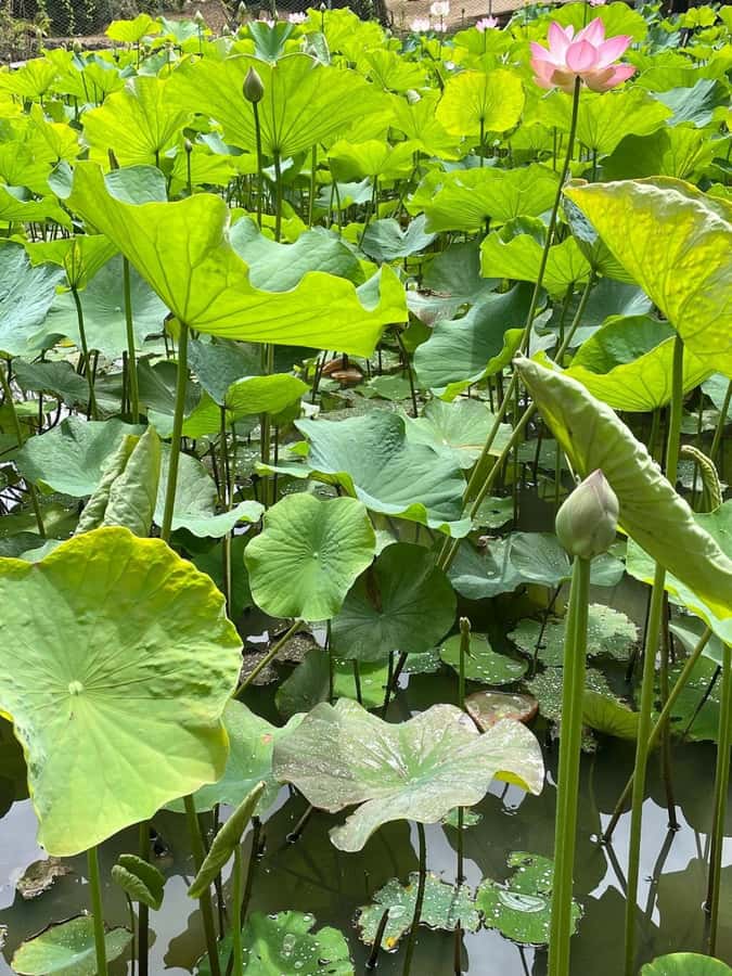 local Market,Botanical garden,Rum tasting & authentic Lunch - Pamplemousses Botanical Garden and its giant lilies