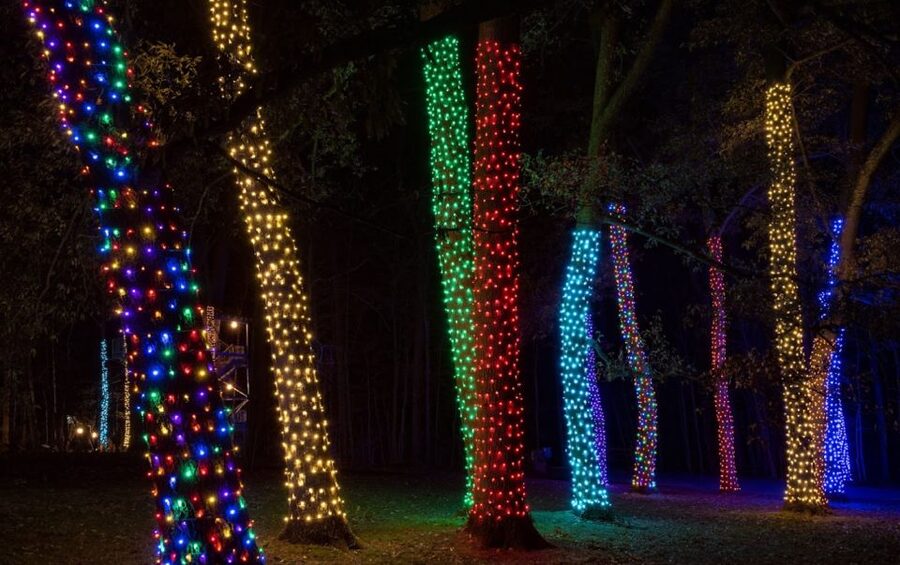 Longwood Gardens Holiday Lights Tour from Philadelphia - What you can do during the two-hour visit