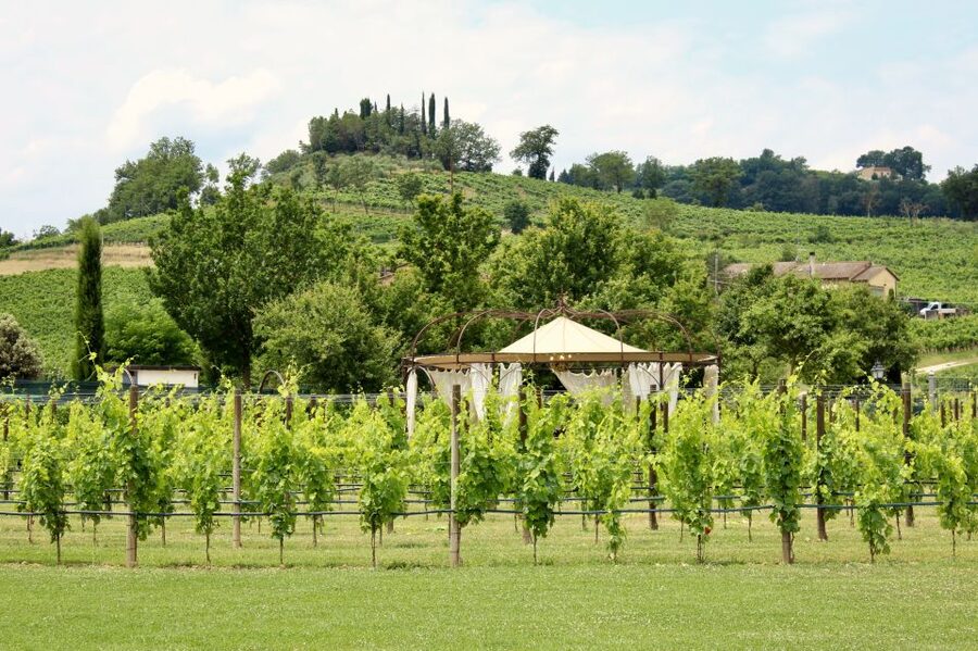 Lunch in the garden and Wine Tasting - Arriving at Tenuta Torciano near San Gimignano