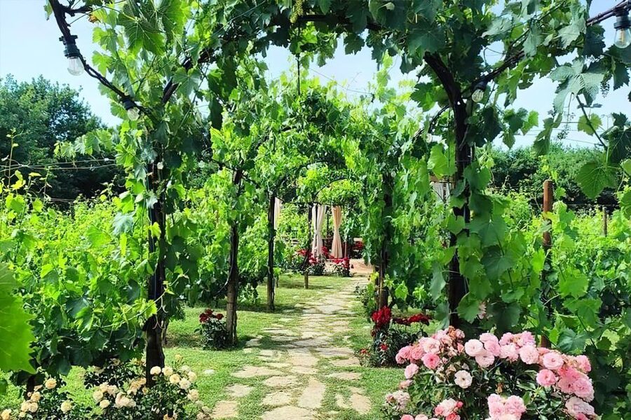 Lunch in the garden and Wine Tasting - Learning to taste Tuscan wine and olive oil