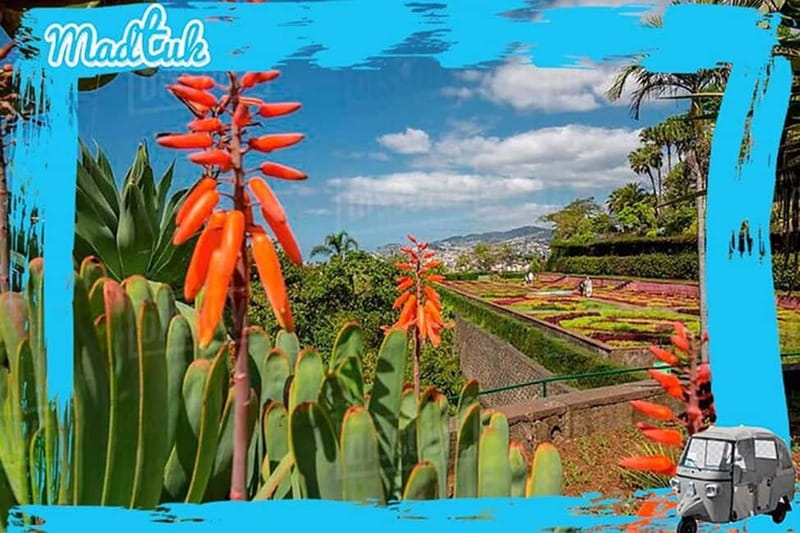 Madeira: Botanical Gardens + Old Town Tuk-Tuk Tour by MadTuk - How the private format changes the experience