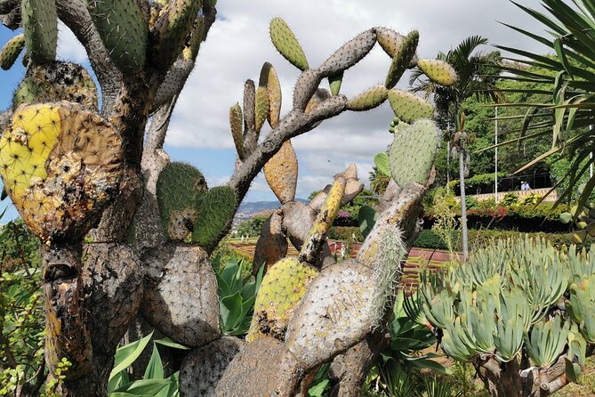 Madeira Highlights: Toboggan, Garden & Cable Car (All-Inclusive) - A private vehicle, a small group, and mixed expectations