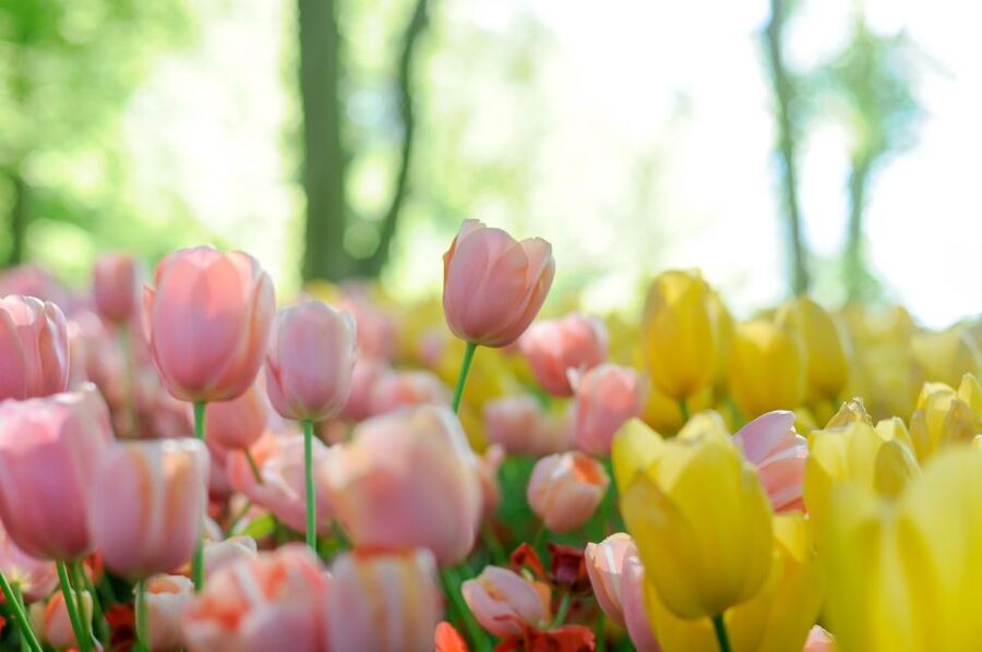 Magical Delft and the Keukenhof Estate: Tulips Galore - Key points at a glance