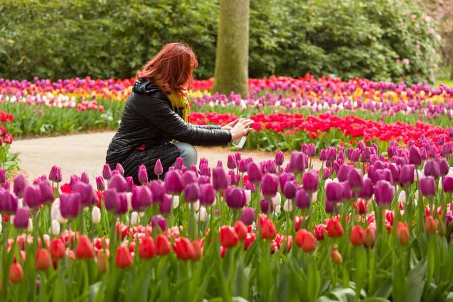 Magical Delft and the Keukenhof Estate: Tulips Galore - The return journey and the full 12-hour day