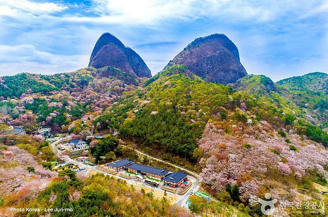 Maisan Cherry Blossom and Jeonju Hanok Village - Who should book this day trip?
