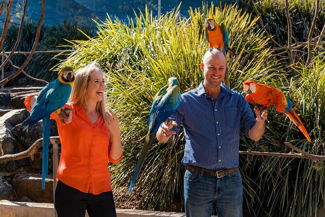 Maleny Botanic Gardens Bird Aviary Experience Ticket - Choosing the best time for active birds