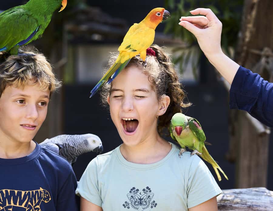 Maleny: Maleny Botanic Gardens & Bird World Entry Ticket - The four aviaries and the free flight experience