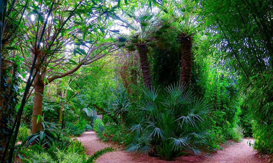 Marrakech: André Heller's ANIMA Garden Ticket - The café and the Atlas Mountain view