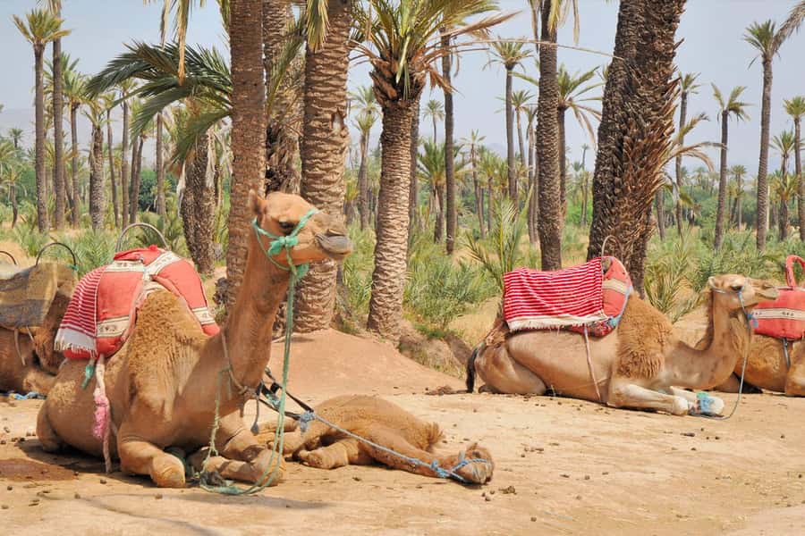 Marrakech: Majorel Garden, Camel ride in Palmerai, City trip - Starting with Majorelle Garden and the Berber Museum