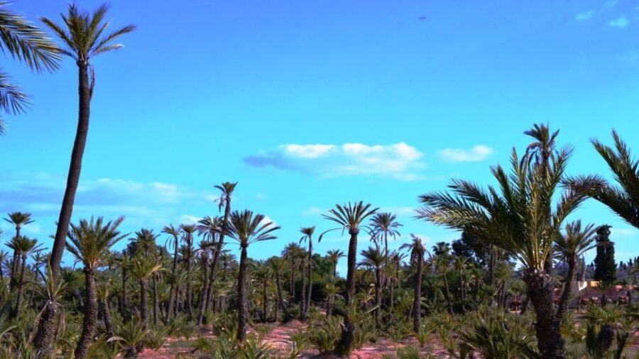 Marrakech: Majorelle Garden Entry Tickets Online - Entering the Blue World of Majorelle