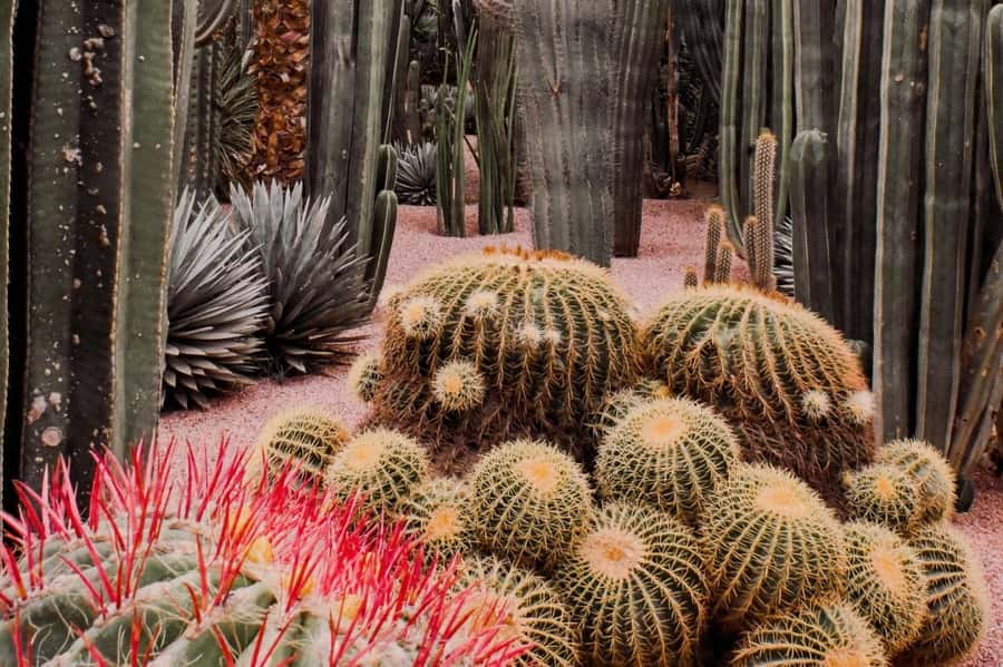 Marrakech: Majorelle Garden, YSL, and Berber Museum Entry - Should you book the combined ticket?