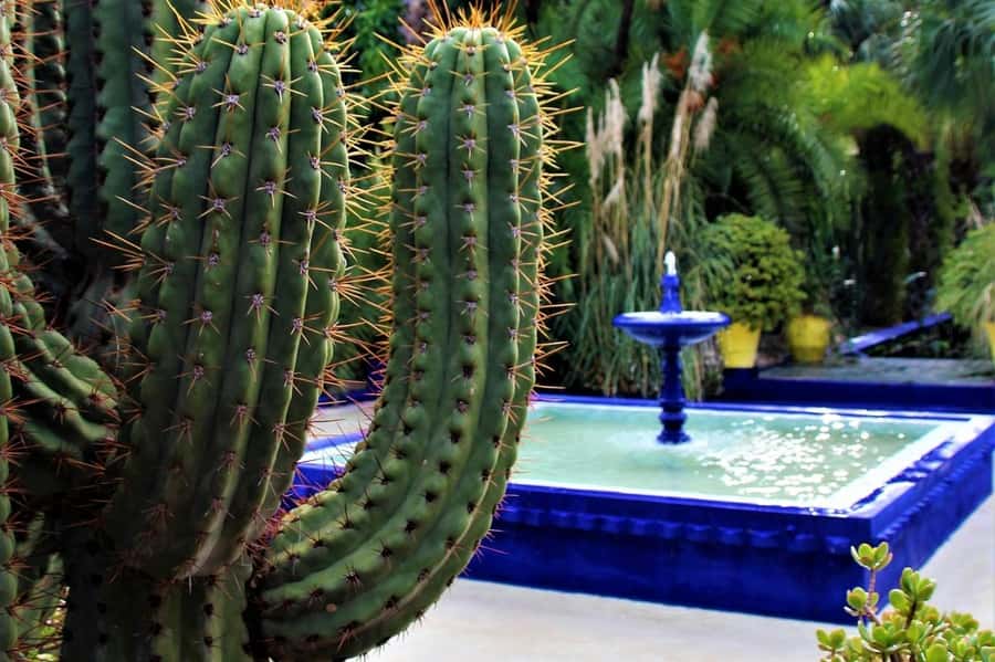 Marrakech: Majorelle Garden, YSL, and Berber Museum Entry - A calm corner of Marrakech
