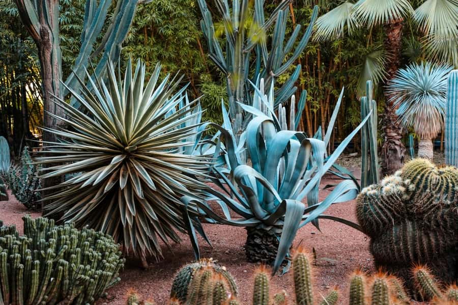 Marrakech: Majorelle Garden, YSL, and Berber Museum Entry - The Pierre Bergé Museum of Berber Arts