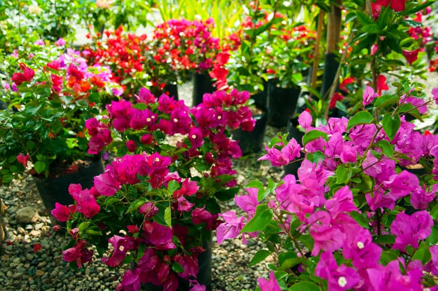 Medellín: Botanical Garden and Arvi Park City Tour - What the private format adds