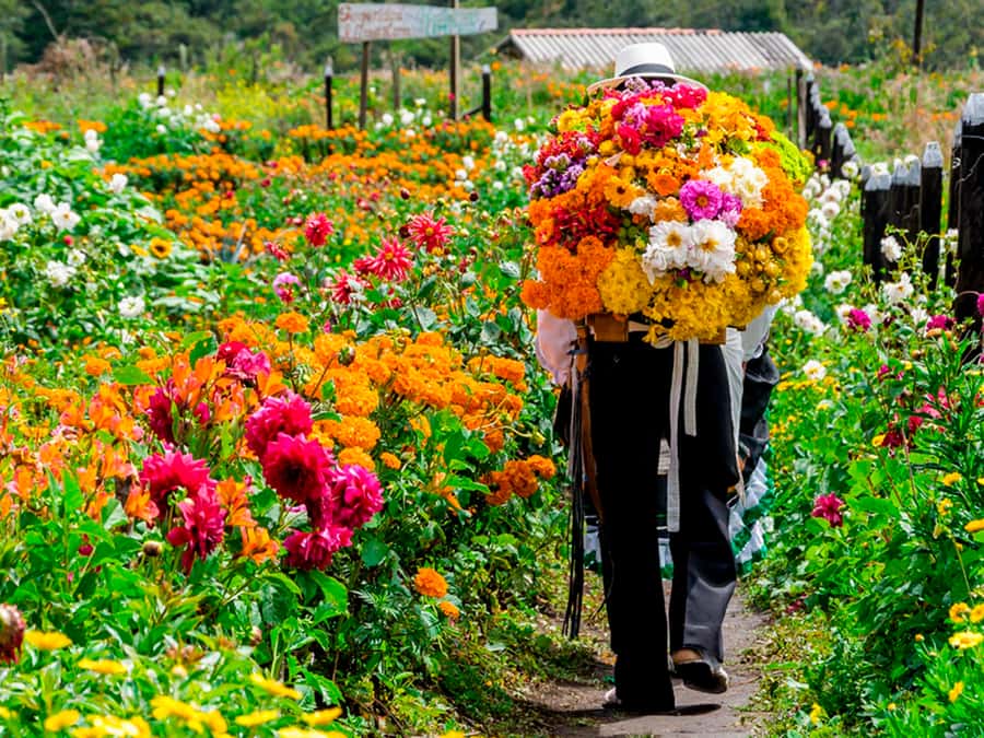 Medellín: Flower Farm & Silletero History Tour - A local farm visit with flowers all around you