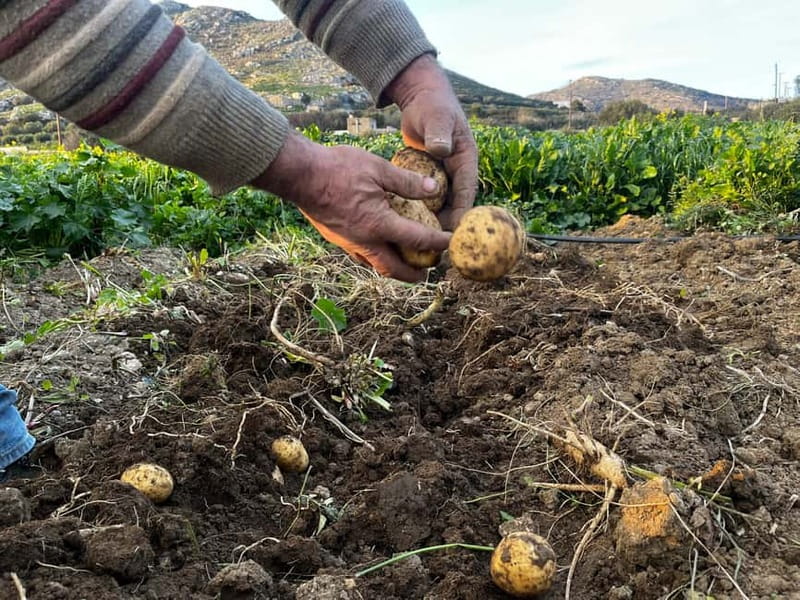 Melanes Tour: Village Highlights & Garden-to-Table Meal - What $170 includes, and who gets good value