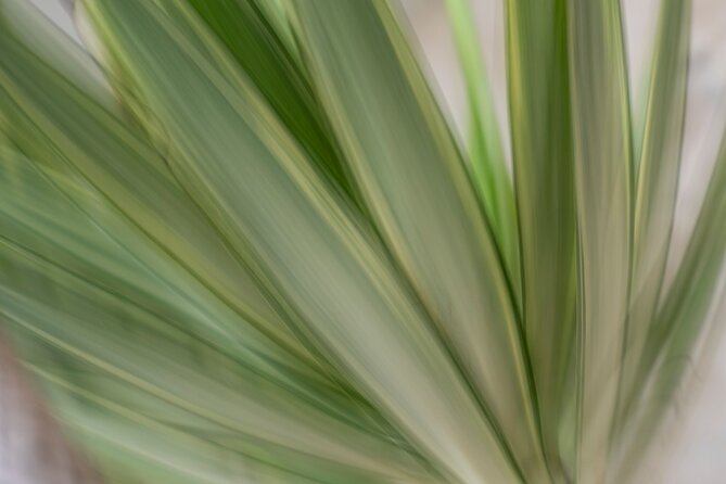Mindful Photo Walk at Princess Pavilion & Gyllyngdune Gardens - Walking Toward the Seaside and Changing Light
