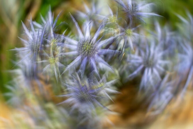 Mindful Photo Walk at Princess Pavilion & Gyllyngdune Gardens - Is $27.36 a Fair Price?