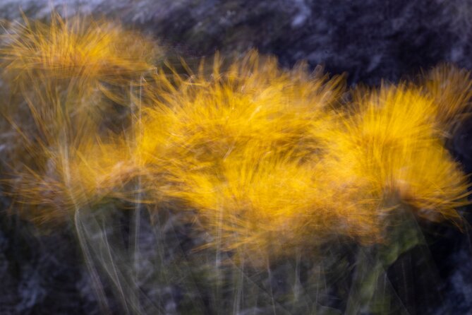 Mindful Photo Walk at Princess Pavilion & Gyllyngdune Gardens - Who Will Enjoy This More Than a Standard Photo Tour?