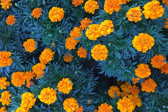 Miracle Garden & Butterfly Garden with Ticket & Private Transfers - Timing, heat, crowds, and practical comfort