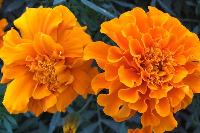 Miracle Garden & Butterfly Garden with Ticket & Private Transfers - The two-hour walk through Miracle Garden