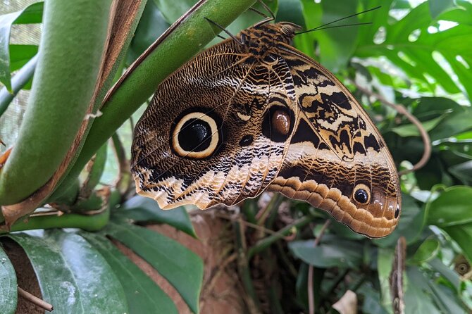 Monteverde Butterfly Gardens Tour - What the Monteverde Butterfly Gardens does well