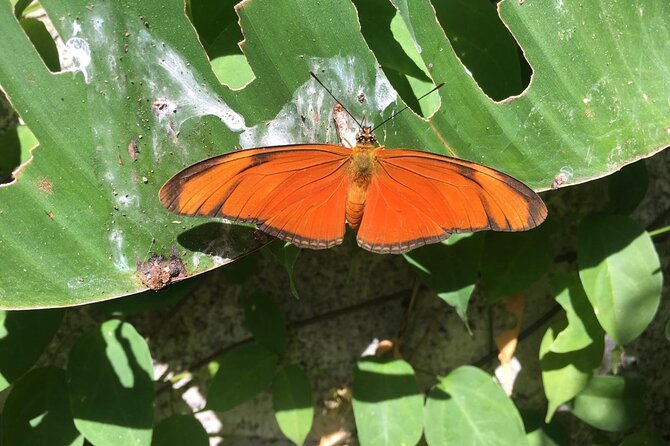 Monteverde Butterfly Gardens Tour - Why the guide matters more than the size of the attraction