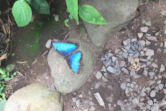 Monteverde Butterfly Gardens Tour - Four habitats and a closer look at Costa Rica’s insects