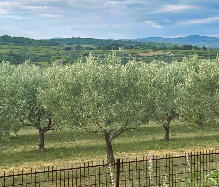 Montpellier : Visit lavender field and an Olive Oil Mill - From Place de l’Europe to the Countryside