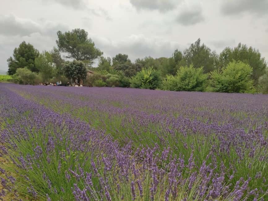 Montpellier : Visit lavender field and an Olive Oil Mill - What the Guide Adds to a Small Group