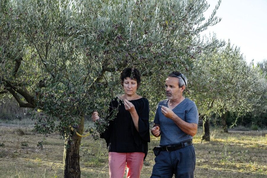 Montpellier : Visit lavender field and an Olive Oil Mill - A Clear Look at the Schedule