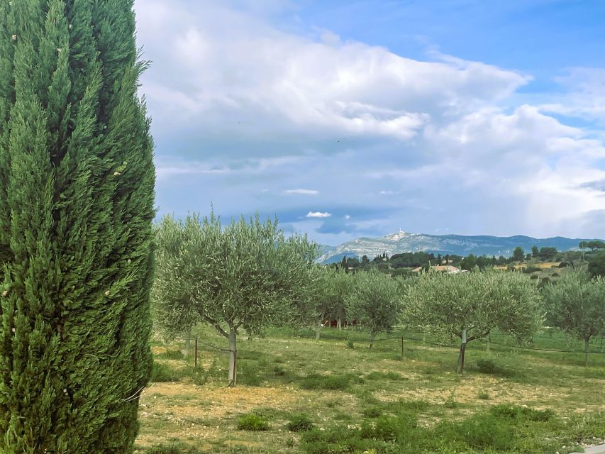 Montpellier : Visit lavender field and an Olive Oil Mill - Who Will Enjoy This Most?