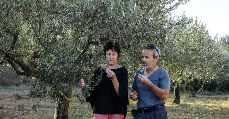 Montpellier : Visit lavender field and an Olive Oil Mill - Booking Advice for the Right Month