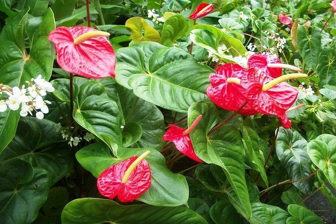 Montreal Gardens Tour with Trubb Taxi Tours - Five things to know before you book