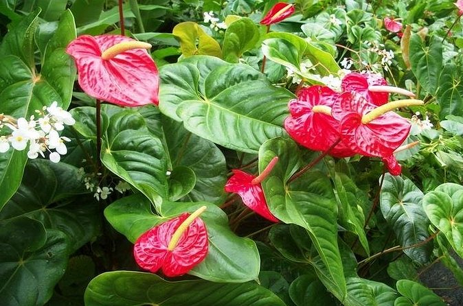 Montreal Gardens Tour with Trubb Taxi Tours - How the timing works for a short island visit
